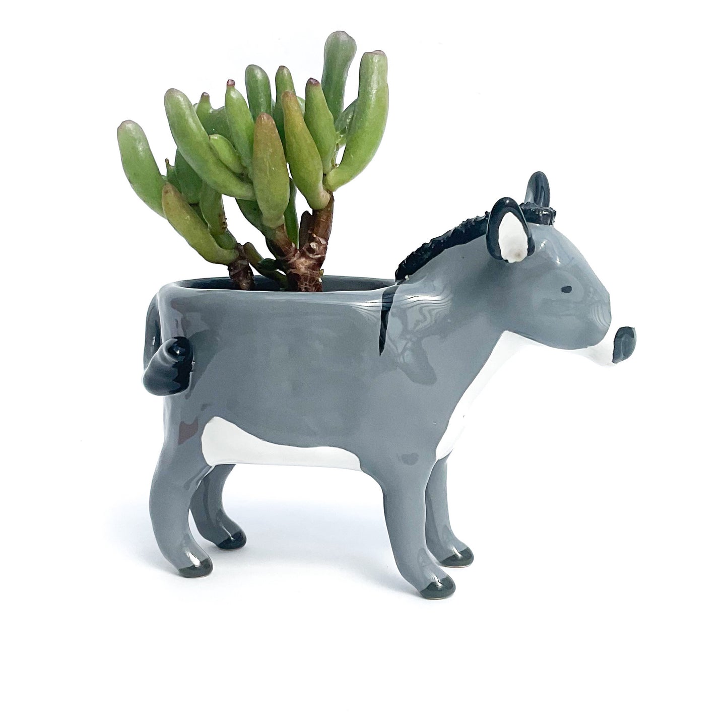 Miniature Mediterranean Donkey Planter