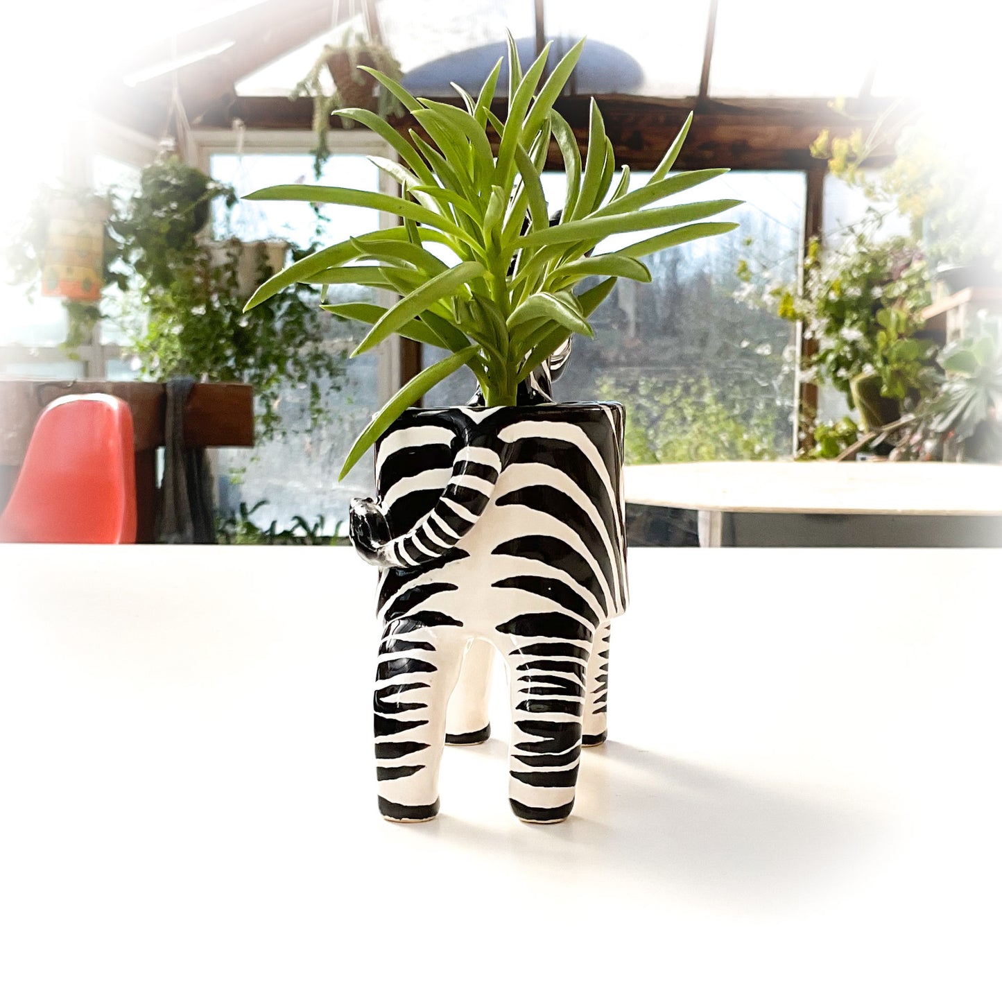 Zebra Planter - Zebra Succulent Pot