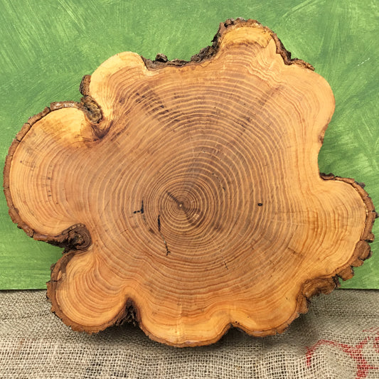 Lightly Spalted Ash Wood Cross Section - Live Edge Wood Slice - 10.5"-14" x 3+"